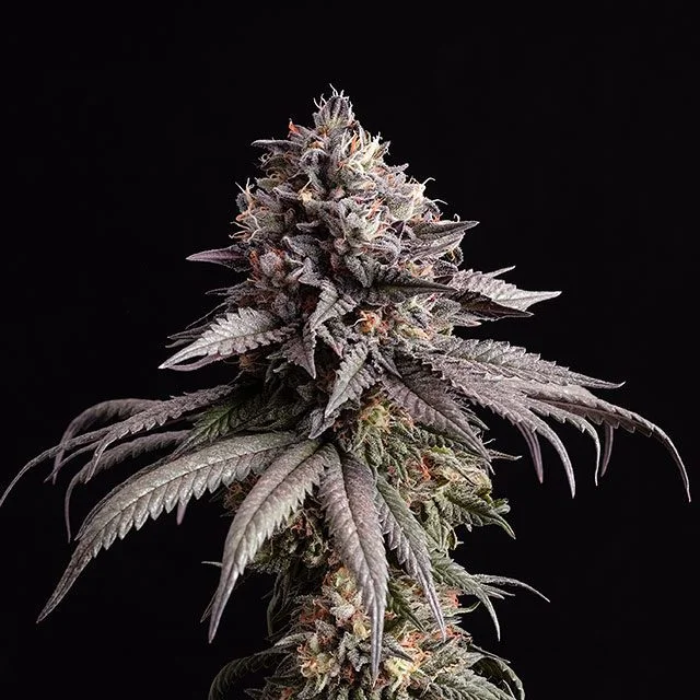 Gelato-K van Kannabia Seed Company