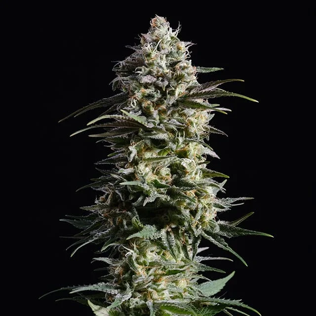 Pure Skunk Go Fast van Kannabia Seed Company