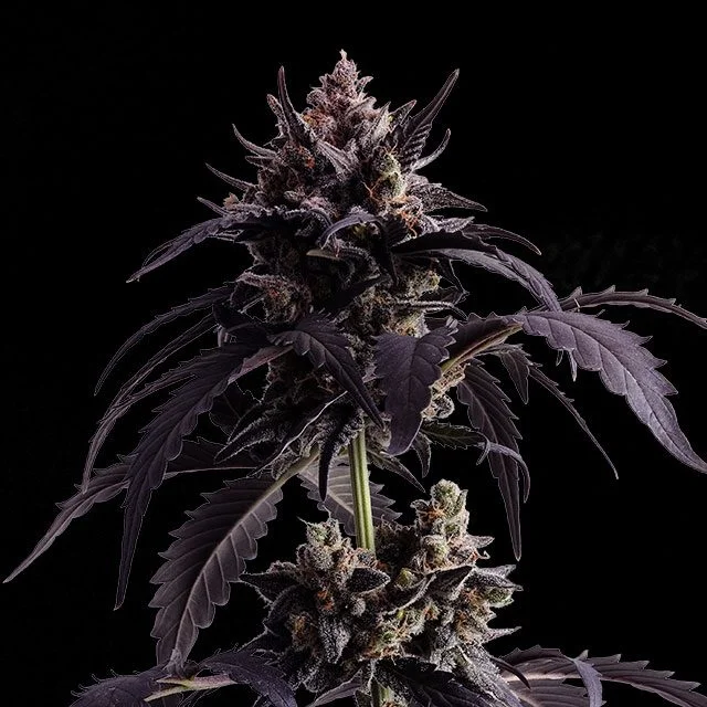 Ginger Punch van Kannabia Seed Company