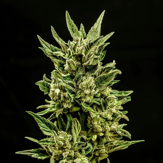 Kritic van Kannabia Seed Company