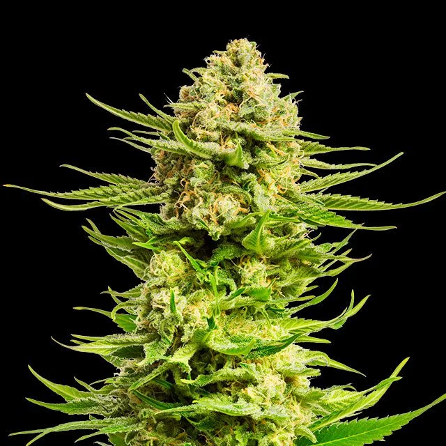 Indica Cream van Kannabia Seed Company