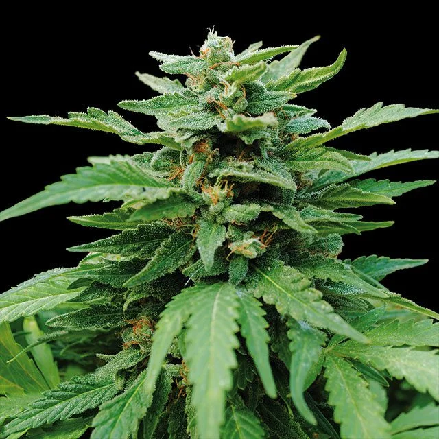 Karibbean Mango van Kannabia Seed Company