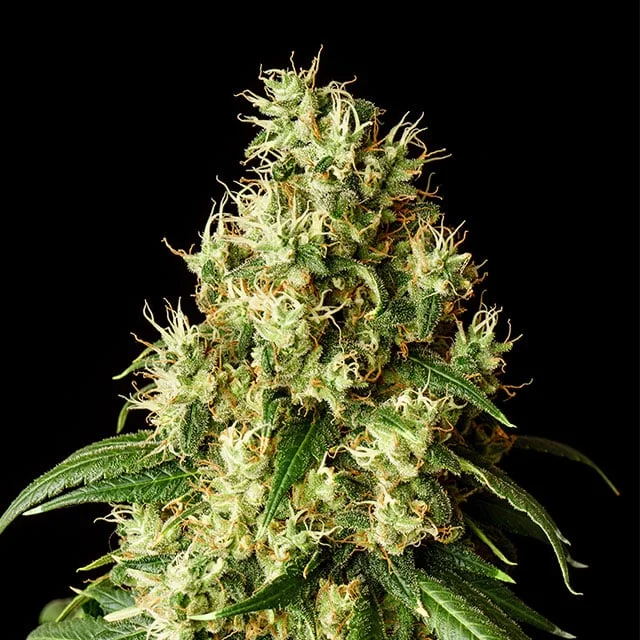 Mimosa Dream van Kannabia Seed Company