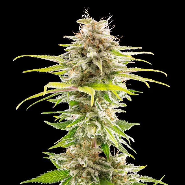 Super OG Kush van Kannabia Seed Company