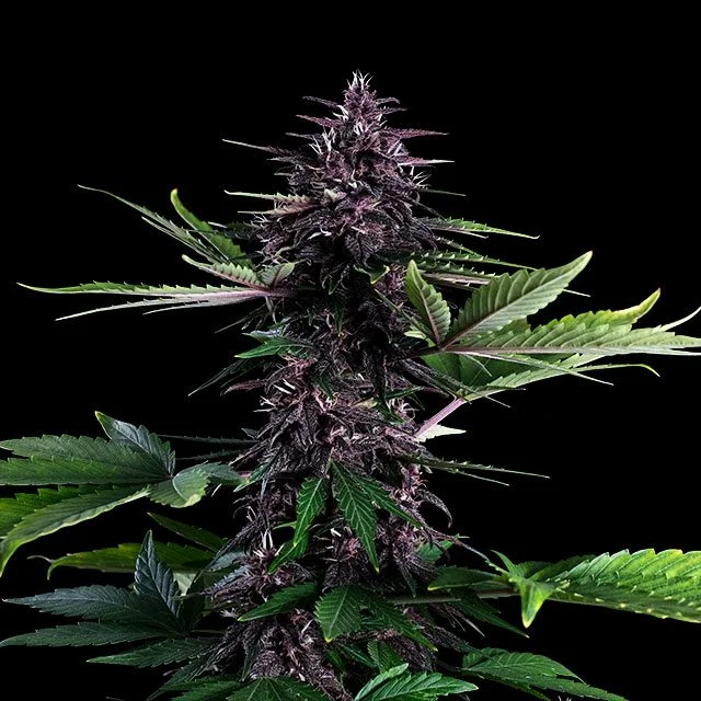 Swiss Dream Rose CBD van Kannabia Seed Company