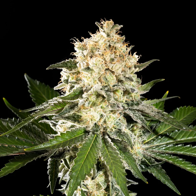 Sunset Sherbet Go Fast van Kannabia Seed Company