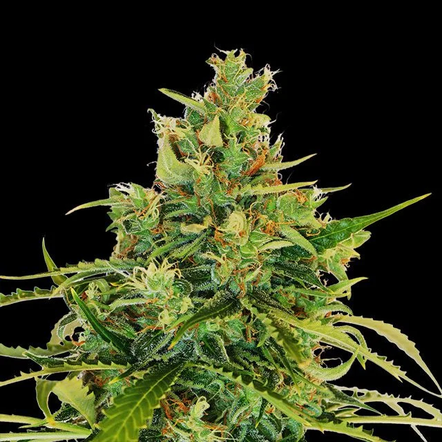 Amnesi-K Lemon van Kannabia Seed Company
