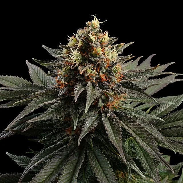 Sativa Dream van Kannabia Seed Company