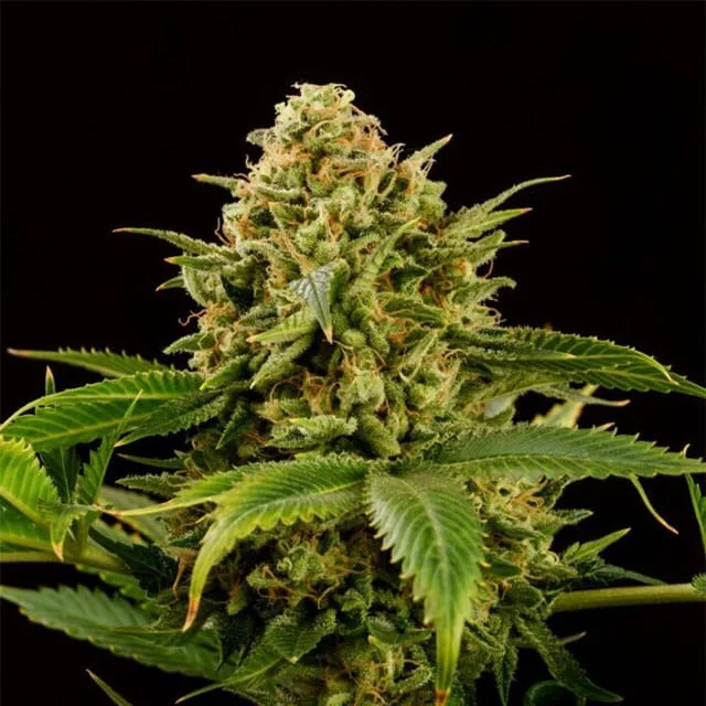 Monkey Grease van Kannabia Seed Company