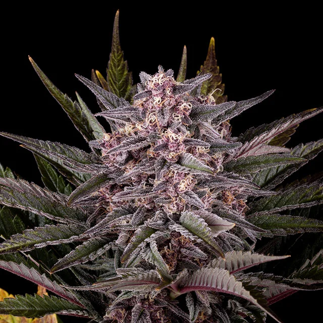 Pink Gelato van Kannabia Seed Company
