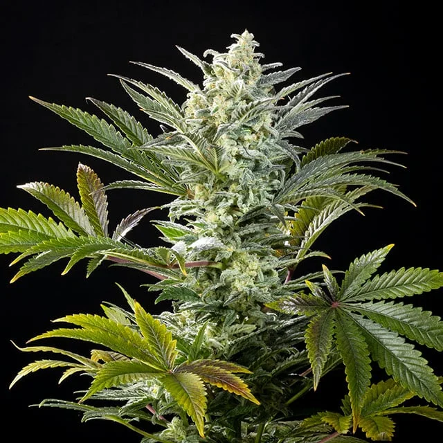 Clementine Slush van Kannabia Seed Company