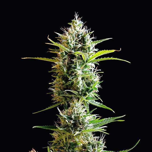 Kickass van Kannabia Seed Company