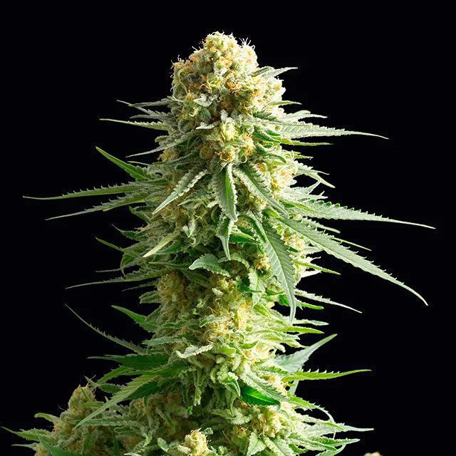 Kritikal-K van Kannabia Seed Company
