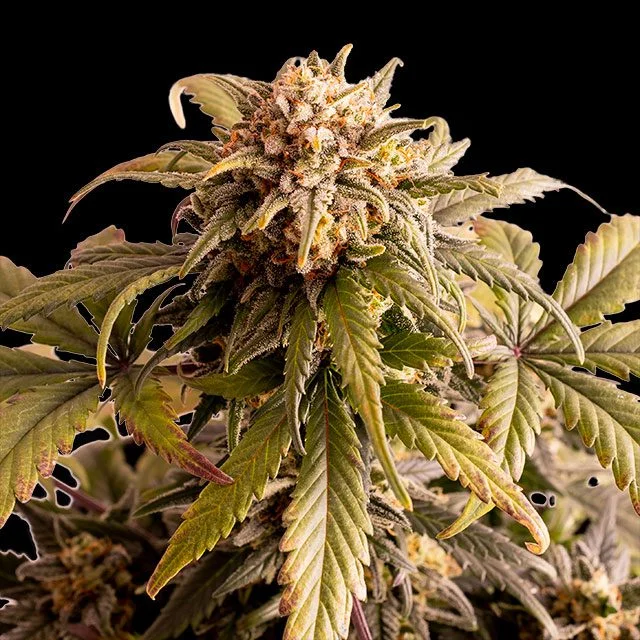 Speedy Boom van Kannabia Seed Company
