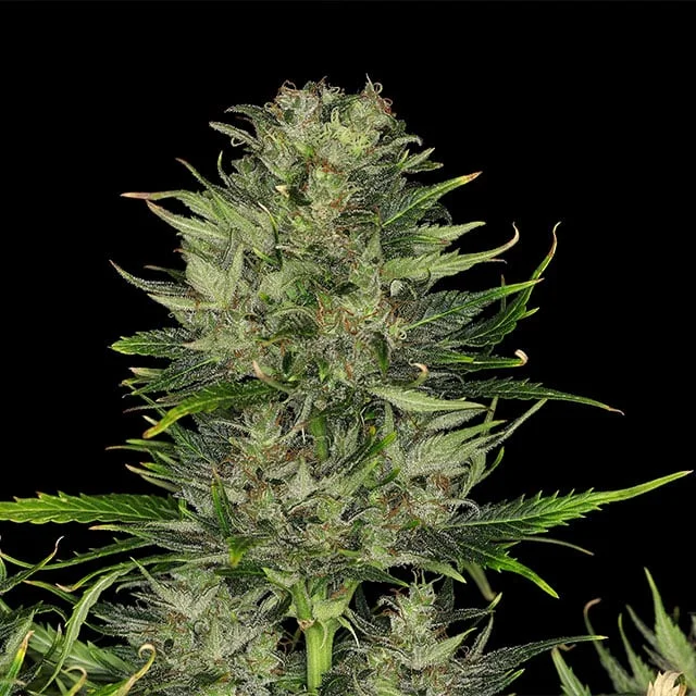 Dosidos van Kannabia Seed Company
