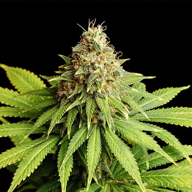 Hellfire OG van Kannabia Seed Company