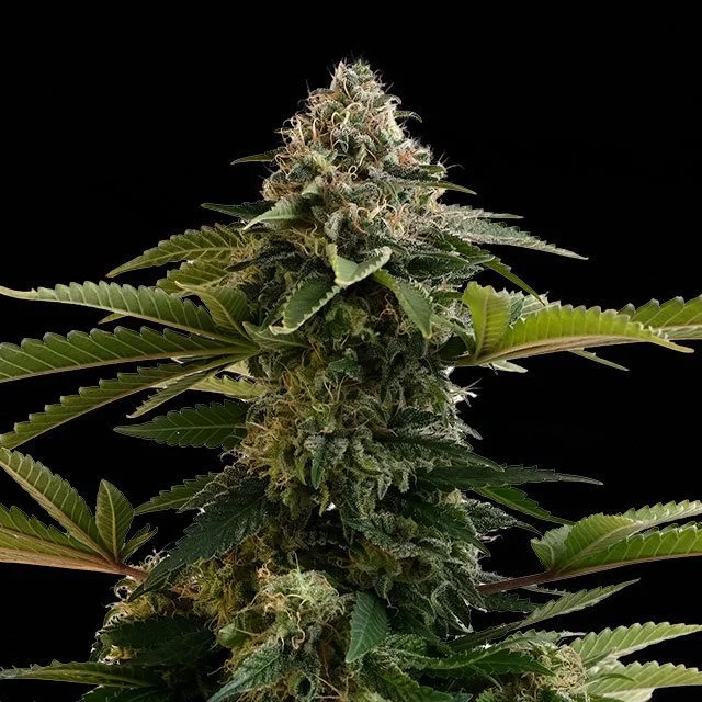 Amnesia Dream XL van Kannabia Seed Company