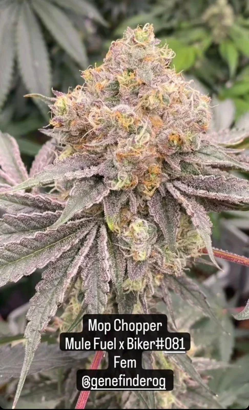Mop Chopper van Karma Genetics