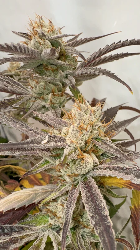 Pink Crumble van Karma Genetics