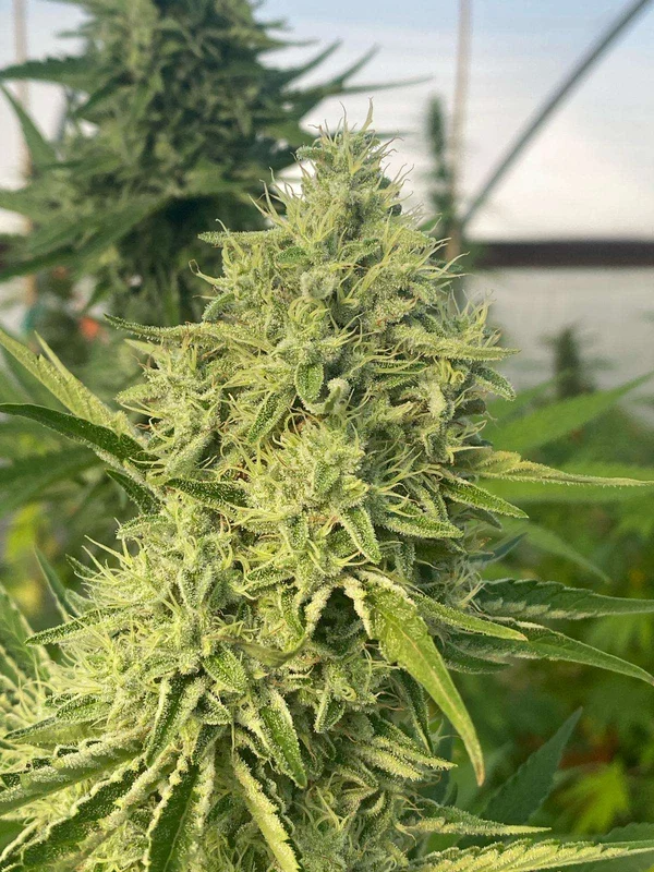 Black Beard van Karma Genetics