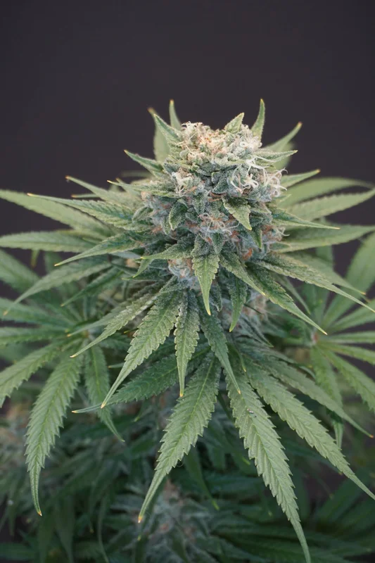 LeMello van Karma Genetics