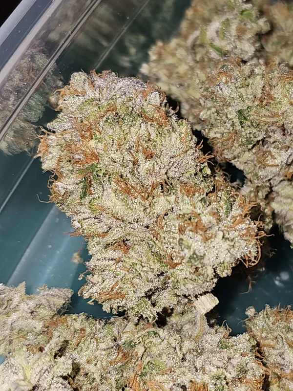 Hindu Runtz van Karma Genetics