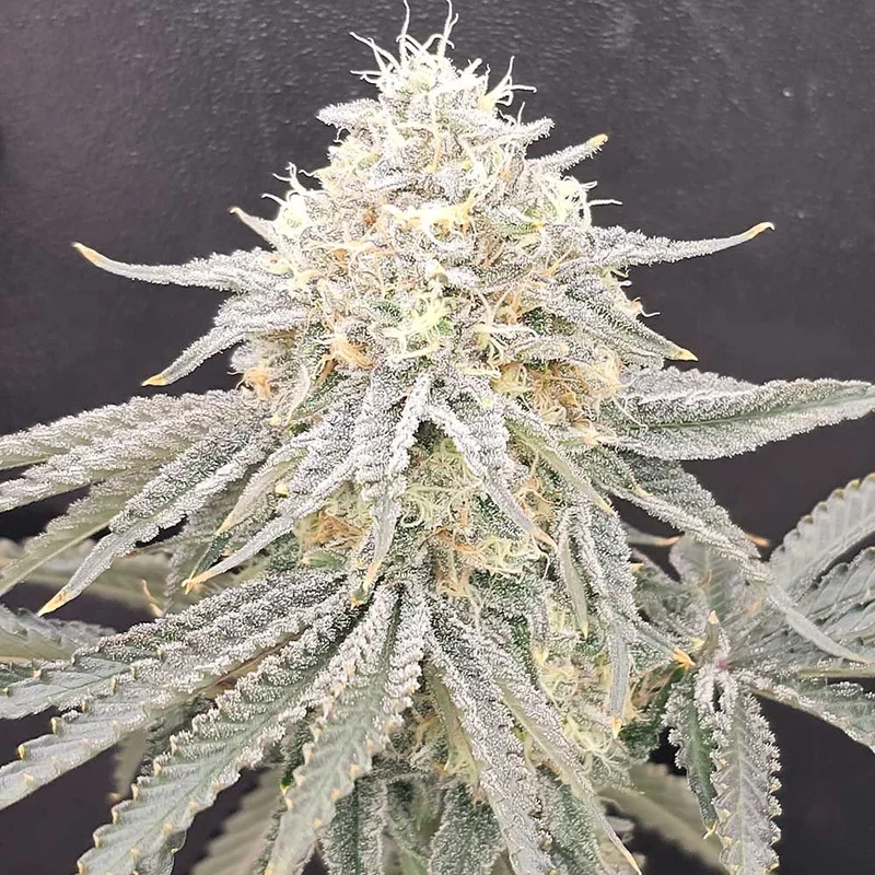 Zirop van Karma Genetics