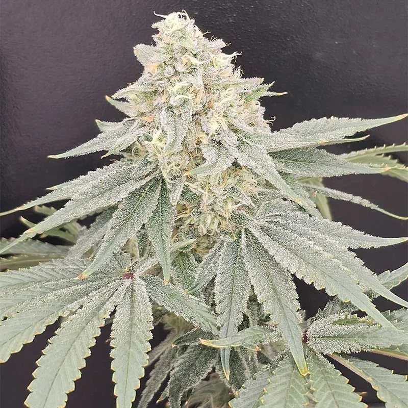 Payazi van Karma Genetics
