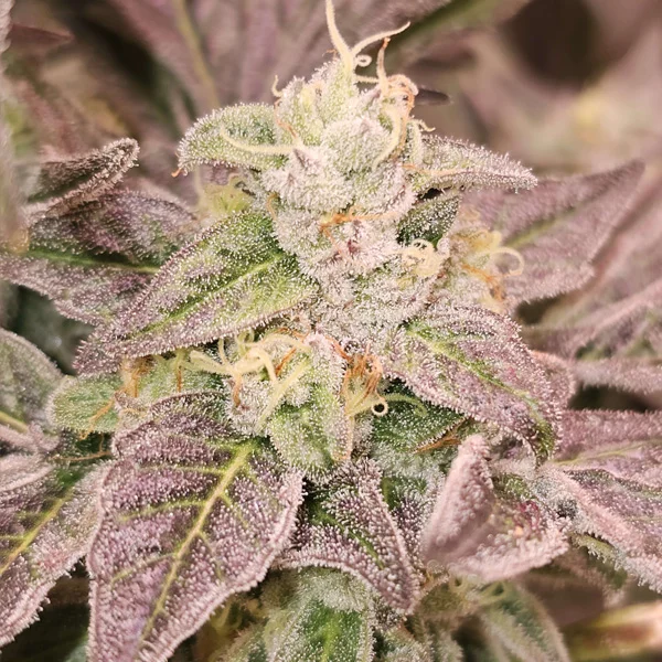Guava Runtz van Karma Genetics
