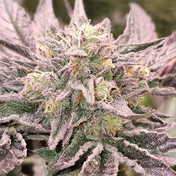 Pink Bacio van Karma Genetics