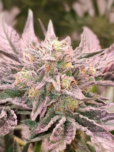 Pink Bacio van Karma Genetics