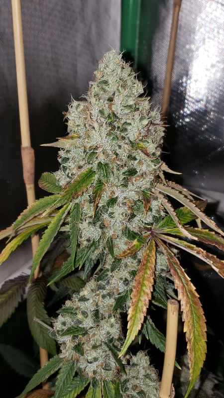 Sour Fire Tahoe van Karma Genetics