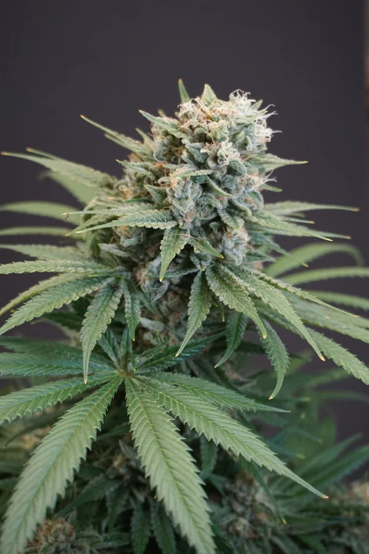 LeMello van Karma Genetics