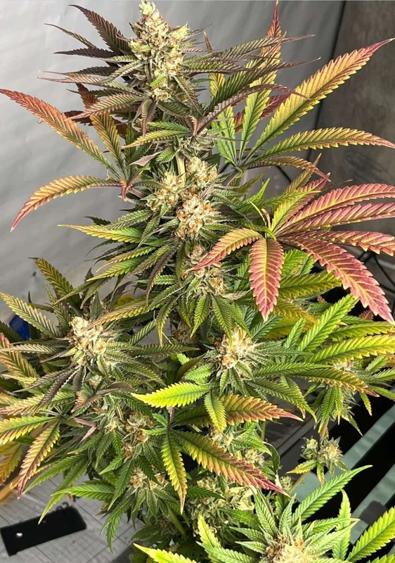 Pink Crumble van Karma Genetics