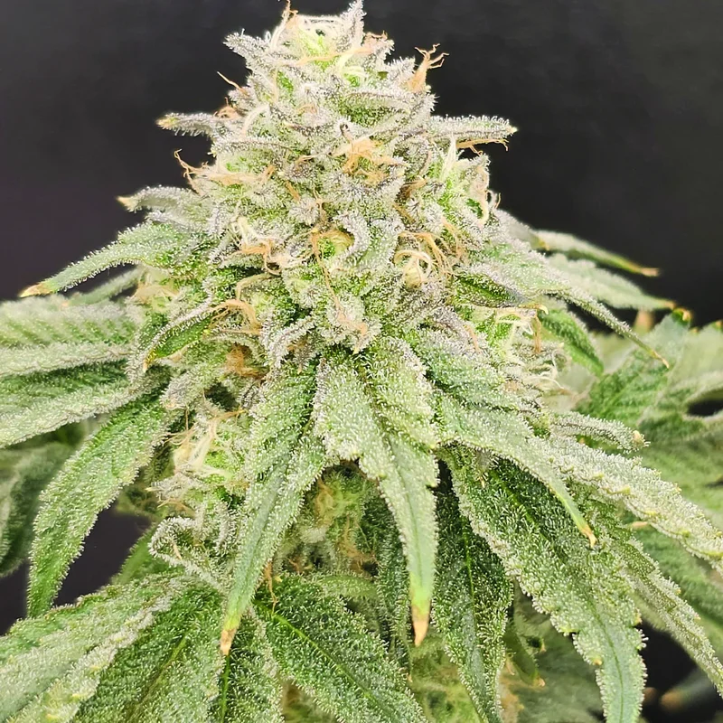 ZiZi V3.0 van Karma Genetics