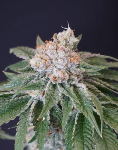Kushi Melon van Karma Genetics