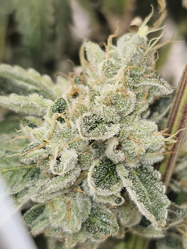 Club Kush van Karma Genetics