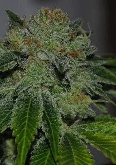 Brotherhood OG van Karma Genetics