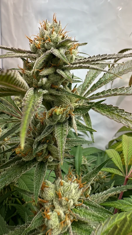 Pink Crumble van Karma Genetics