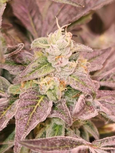 Guava Runtz van Karma Genetics