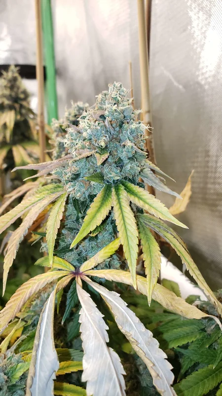 Sour Fire Tahoe van Karma Genetics