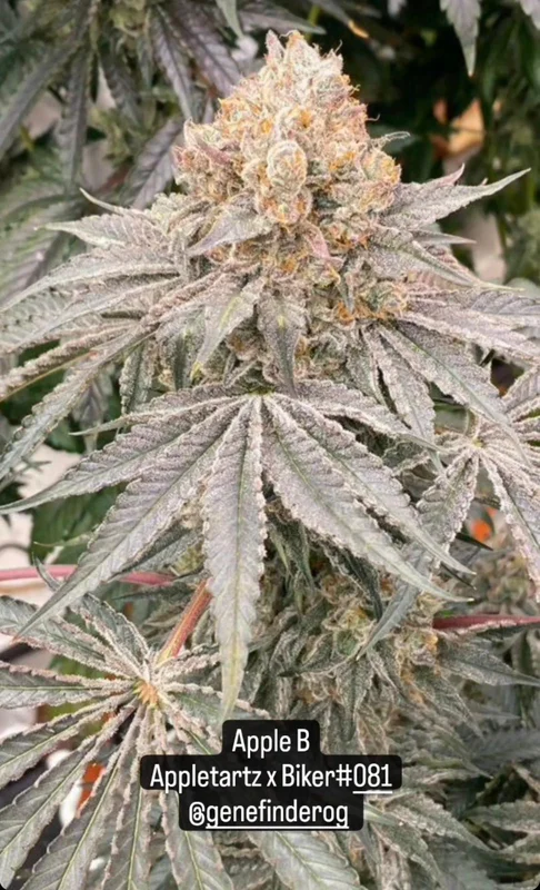 Apple B van Karma Genetics