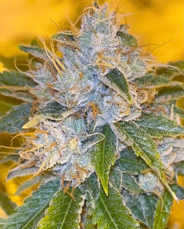 Midnight Rumble van Karma Genetics