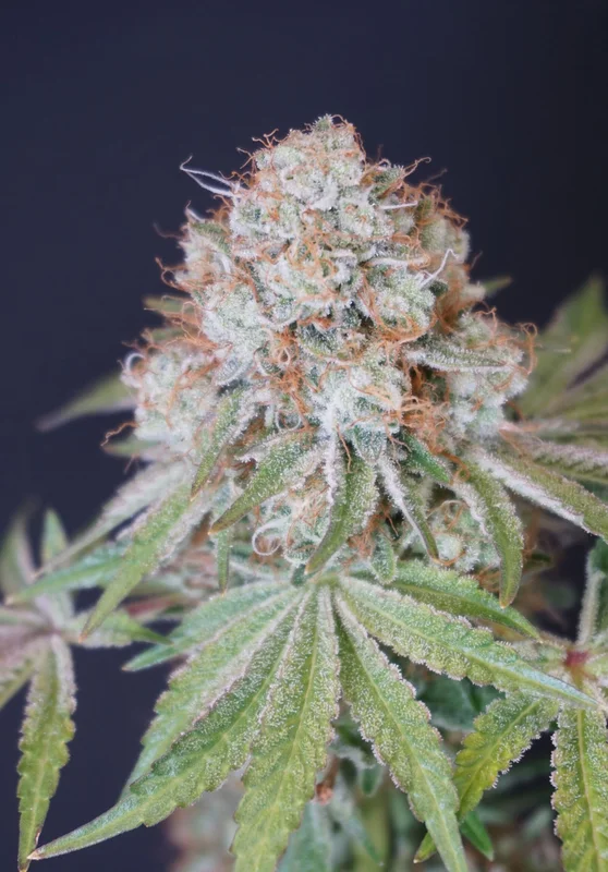 Rocky Melon van Karma Genetics