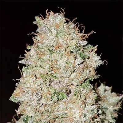 Pink Fritter van Karma Genetics