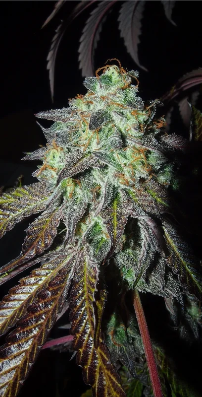 Pink Paletas van Karma Genetics