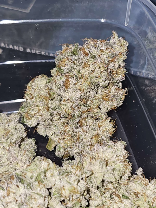 Pink Pie van Karma Genetics