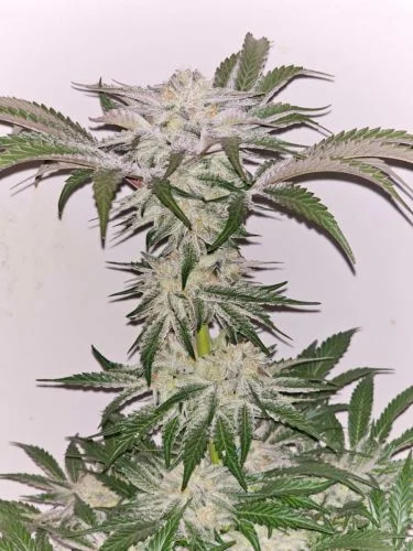 Pink Fritter van Karma Genetics