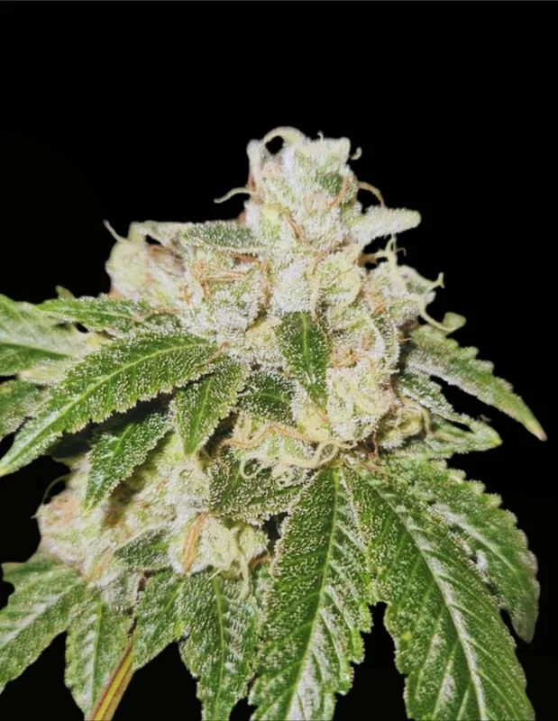 Gold Juice van Karma Genetics