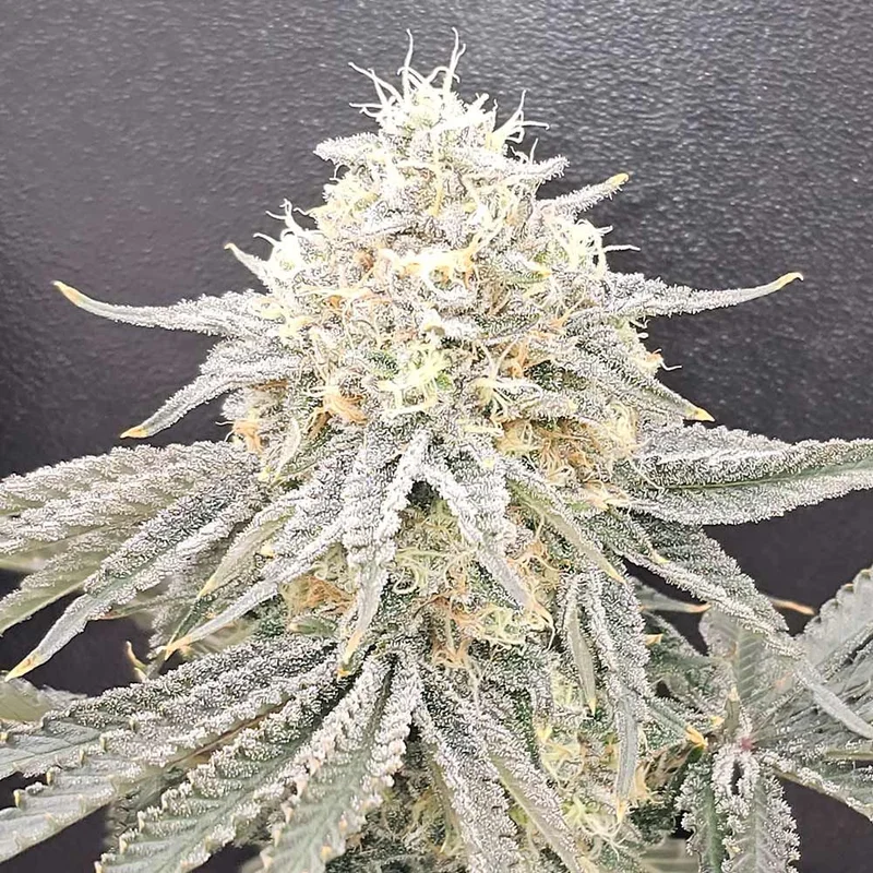 Zirop van Karma Genetics